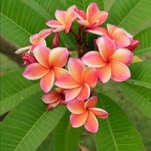 Meet your Posher, Drew